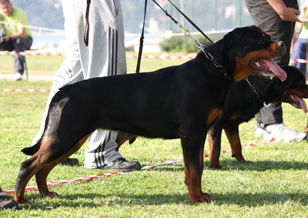 Viva von Kelemen Viva von Kelemen